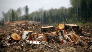 На Харьковщине должностные лица незаконно вырубили лес на сумму более 6 млн гривен