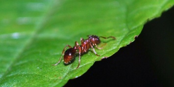 В Сахаре нашли самых быстрых в мире муравьев