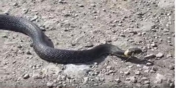 Большую змею заметили на улице в Харькове (видео)