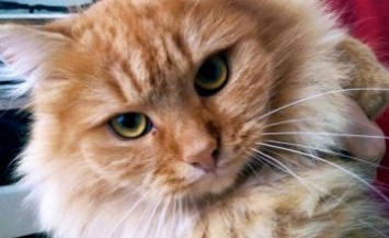 Онлайн-база потерянных животных в Днепре: пушистый рыжий кот и 4-месячный щенок ищут хозяев (ФОТО)