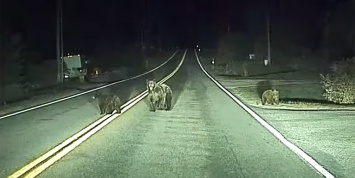 Видео: автопилот Tesla предотвращает наезд на медведей