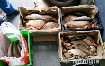 Измаильские копы поймали 35 кило рыбы на трассе Одесса - Рени