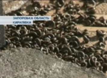 Энтомологи и власть в Кирилловке рассказали, с чем связано нашествие червей на курортный поселке (видео)