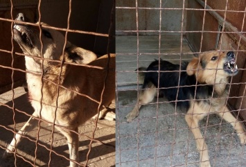 В Николаеве КП «Центр защиты животных» за неделю отловило 14 агрессивных бездомных собак
