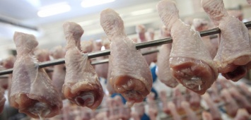 На комбинате питания на Николаевщине обнаружили курятину с сальмонеллой