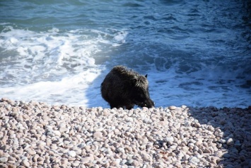 В Крыму на пляже заметили диких ''туристов''. Фото