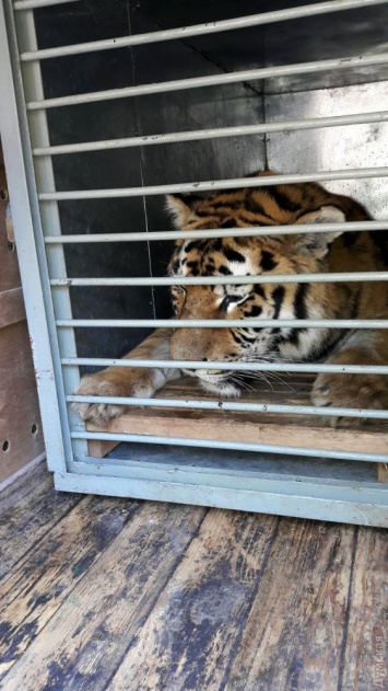 В Одесский зоопарк из Николаева доставили амурского тигра