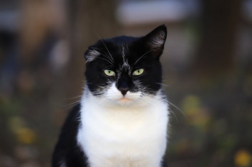 "Это Степа, уже год он на улице": фоторепортаж о жизни дворовых котов Запорожья