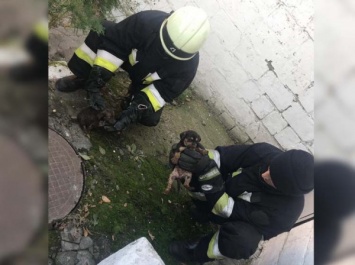 Морщились, но спасали: спасатели Днепра не побрезговали "сунуть нос" в выгребную яму ради спасения щенков