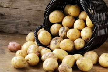 В Запорожской области наблюдается снижение цен на картофель: причины