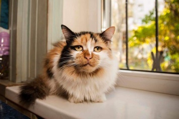 В Запорожье ищет дом кошка с "человеческим" лицом (ФОТО)