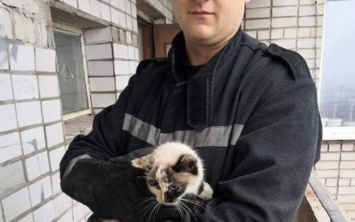 На Днепропетровщине сотрудники ГСЧС снимали кота с 13-го этажа
