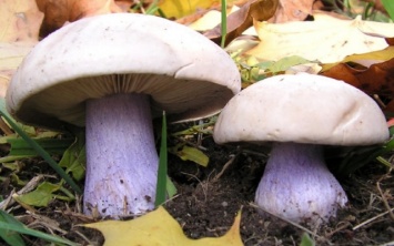 На Херсонщине школьники отравились грибами