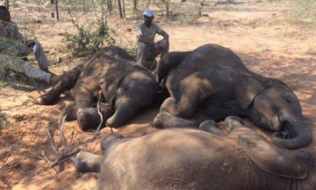 В Зимбабве из-за засухи умерли порядка 55 слонов