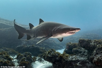 Гигантская акула атаковала женщину на глазах у дайверов