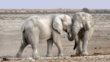 В Африке засуха привела к массовому вымиранию слонов