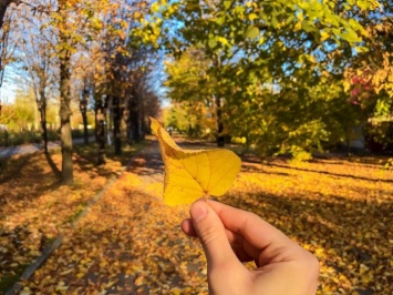 В Мирнограде до 1 ноября будут бесплатно вывозить опавшую листву с улиц частного сектора