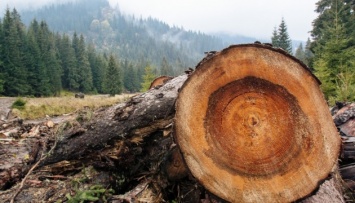 Контроль законности рубок лесов: на Черниговщине запустили пилотный проект