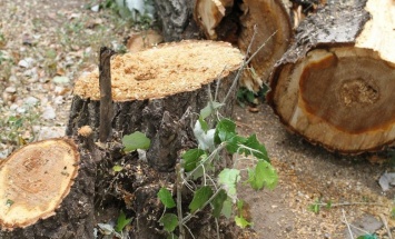 Покровский горисполком дал добро на вырубку 77 аварийных деревьев