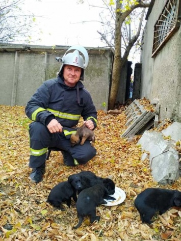 На Николаевщине спасатели достали из ловушки шестерых щенят, - ФОТО
