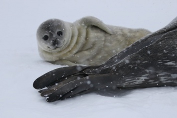 Украинские полярники показали фото новорожденных тюленят