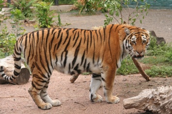В Одесском зоопарке ждут хорошего потомства от молодого тигра из Николаева