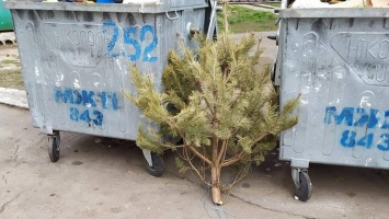 Житель Никополя выбросил елку за два месяца до Нового года