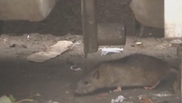 На опубликованном видео хорошо видно, как грызун прячется в стеллаже с хлебобулочной продукцией