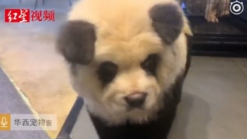 Крашенных собак в Китае научились выдавать за панд