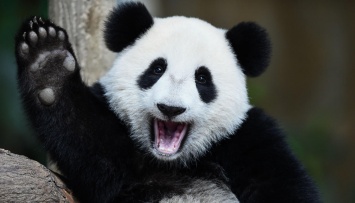 Владельцы зоокафе долгое время обманывали покупателей: выдавали собак за панд