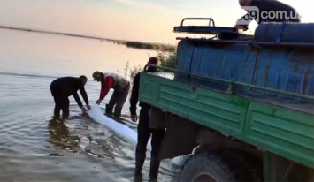 Предприниматели за свои средства зарыбили водоемы Присамарья