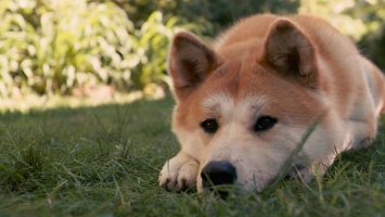 «Хатико по-днепровски»: верный пес вторую неделю ждет своего хозяина на остановке