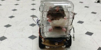 Видео: ученые научили крыс водить автомобиль