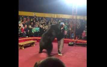 В российском цирке медведь напал на дрессировщика во время представления (ВИДЕО)