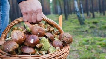 В лесу около под Киевом заблудился грибник