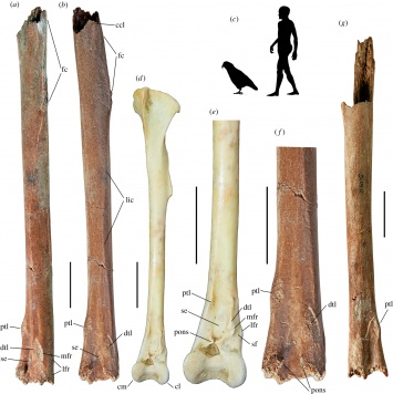 Ученые показали кости гигантского попугая, что жил 19 миллионов лет назад