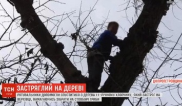 Под Днепром спасатели снимали с высокого дерева мальчика, который полез туда за грибами (видео)