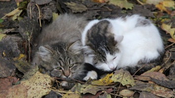 В Никополе живут красивые котики со сложной судьбой
