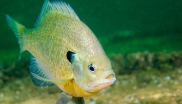 В Японии изменили геном рыбы, чтобы очистить от нее водоемы