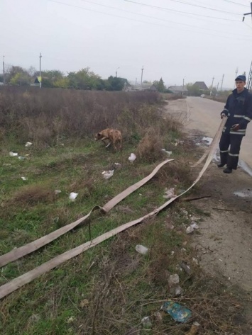 Бойцы МЧС спасли четверолапого в Запорожье (ФОТО)