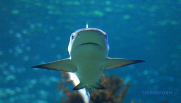 В Австралии акула тяжело ранила двух туристов
