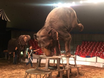 «Они мучают животных»: днепрян зовут на протест против скандального цирка
