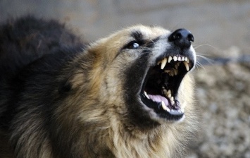 От собачьих клыков в Херсоне страдают дети