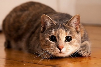 Хищная и свирепая: сети покорило видео самой маленькой кошки в мире