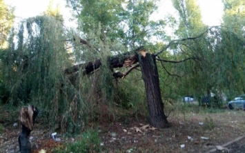 На Черемушках упало большое дерево