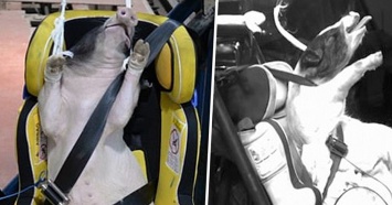 Краш-тест по-китайски: в машины сажают живых свиней (фото)