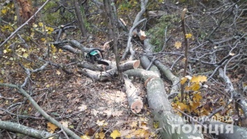 Зима близко: в Беляевском районе пилят на дрова лесопосадки