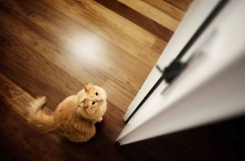 Почему кошки долго думают, заходить им в комнату или нет
