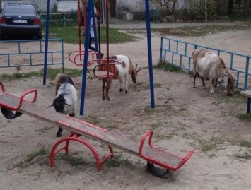 В Приднепровске козы гадят на детскую площадку, - СОЦСЕТИ