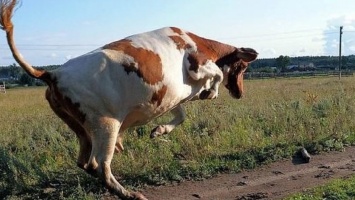 Корова напала на ребенка в селе на Херсонщине